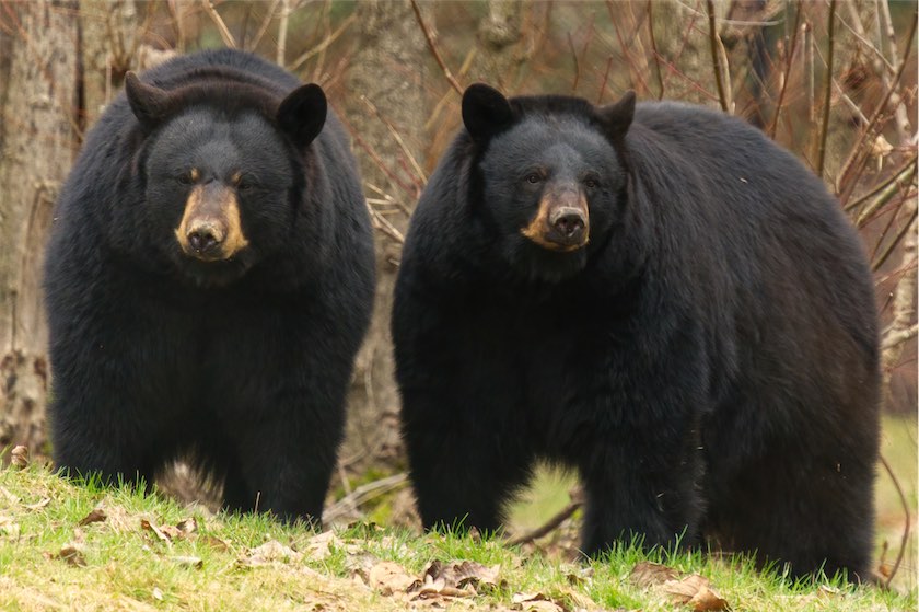 Black Bears 0219